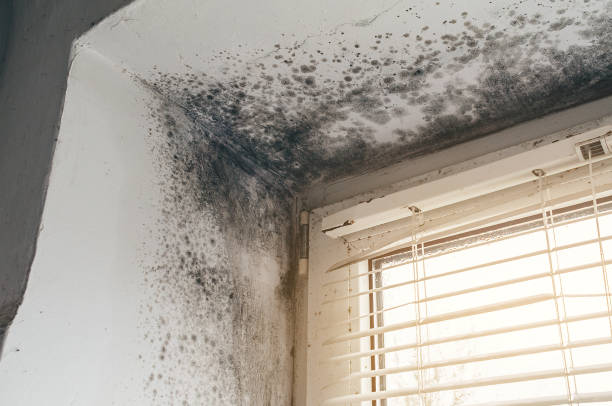 Affordable Bathroom Mold Removal solutions in Lake Zurich, IL